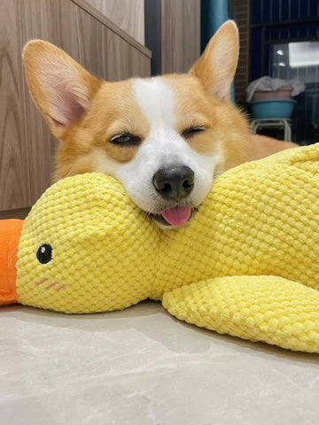 Calming Duck